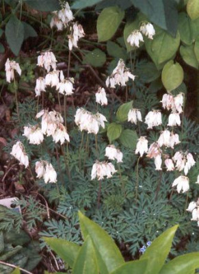 Dicentra_eximia_Alba.jpg