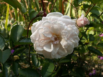 Marie_Pavie-06.jpg