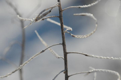 Verbluhtes_12__29-01-06.jpg