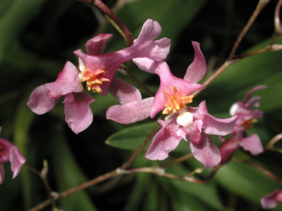 Oncidium_ornithorhynchum.jpg