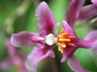 Oncidium_ornithorhynchum_nah.jpg
