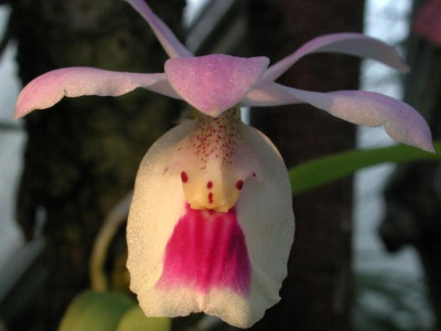 Barkeria_uniflora_2.jpg