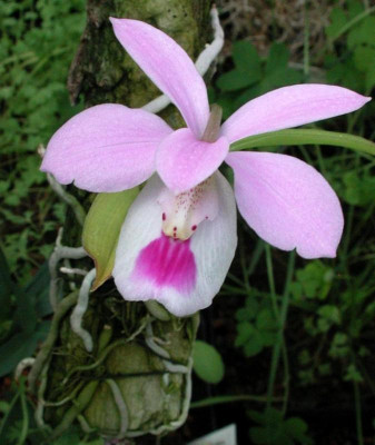 Barkeria_uniflora_komplett1.jpg