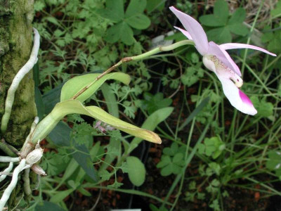 Barkeria_uniflora_komplett2.jpg
