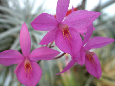 Barkeria_skinneri_06.jpg