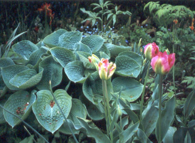 Hosta_mit_Gronland.jpg