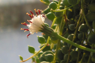 Senecio_radicans.jpg