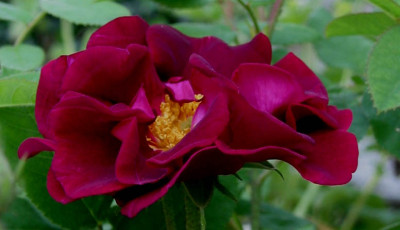 Lornas_Rose_F.jpg