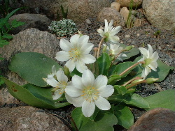 Lewisia_tweedyi_-_alba.JPG