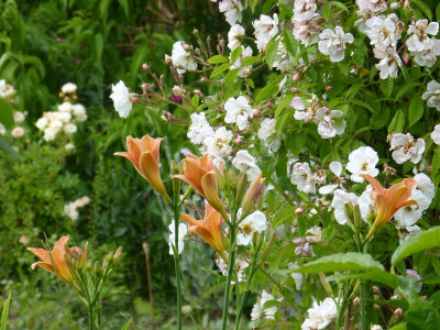 2015-06-25 Gartenimpressionen 0.jpg
