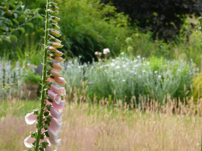 2015-06-25 Gartenimpressionen 1.jpg