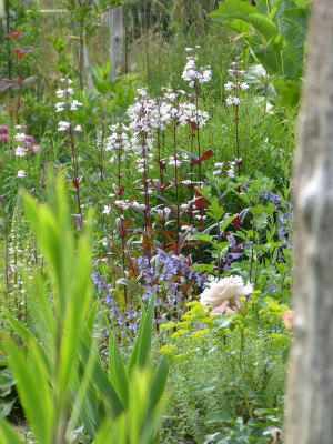 2015-06-25 Gartenimpressionen 2.jpg