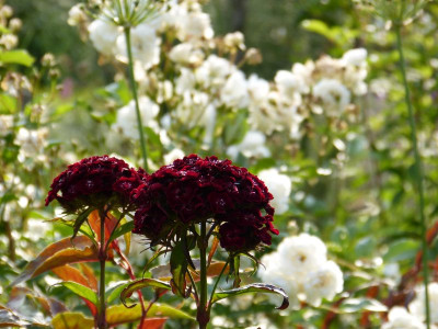 2015-06-25 Gartenimpressionen 3.jpg