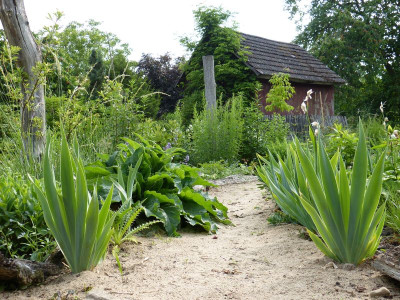2015-06-25 Gartenimpressionen 4.jpg