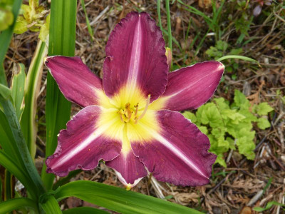 2015-06-25 Hemerocallis 'Strutters Ball'.jpg
