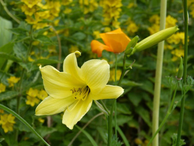 2015-06-25 Hemerocallis 'Bel'.jpg