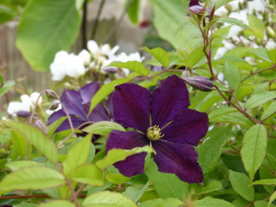 2015-06-25 Clematis 'Etoile Violette'.jpg