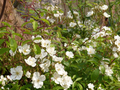 2015-06-25 Rosen 'Darlows Enigma'.jpg