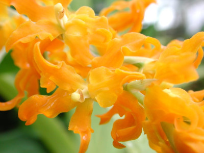 Ada_aurantiaca_x_Gomesa_crispa.jpg