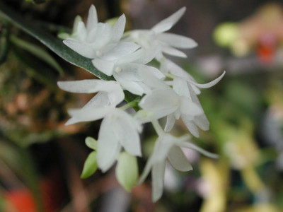 Aerangis_hyaloides.jpg
