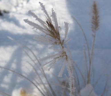 Pennisetum.jpg