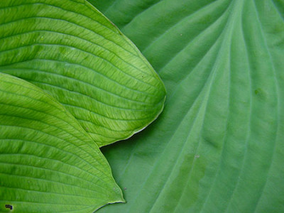 hosta_hyazinthina_veraen5.jpg