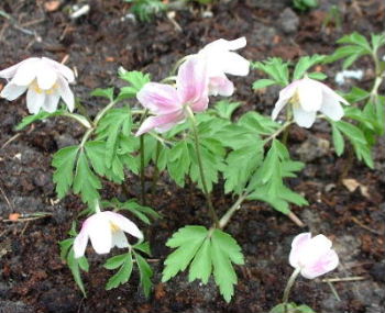 rosa_anemone.JPG