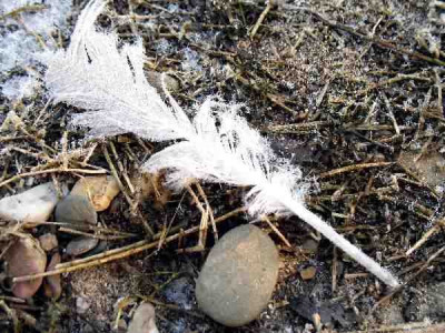Schneemakro2.jpg