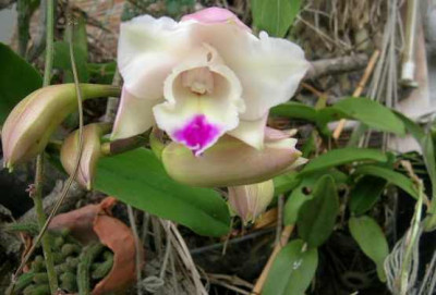 Cattleya.jpg