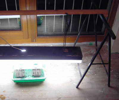 Chili-Lampe.jpg