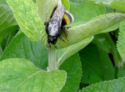 Hummel1.jpg