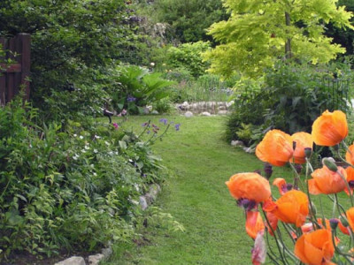 andere_seite_vom_teich_mohn.jpg