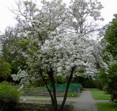 Cornus_florida_ganz.jpg