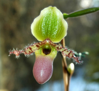 Paph_unbek.jpg