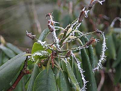 Rhodo2.jpg