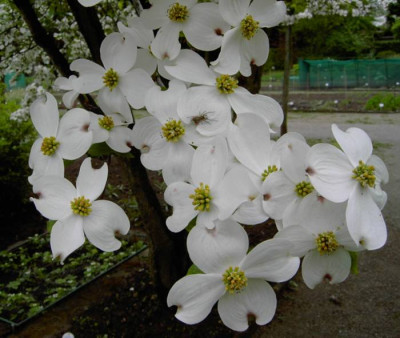 Cornus_florida.jpg