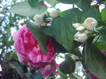 Constance_Spry_u_Philadelphus_Kopie.jpg