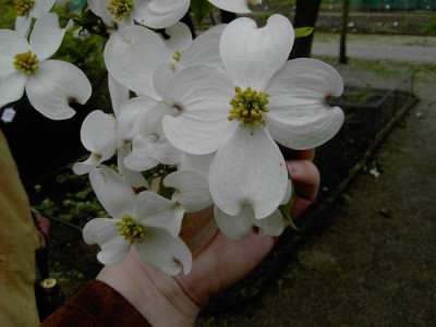 Cornus_florida2.jpg