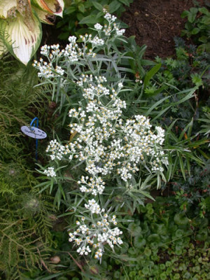 Silber-Immortelle_N_7450_79.jpg