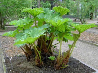 Gunnera.jpg