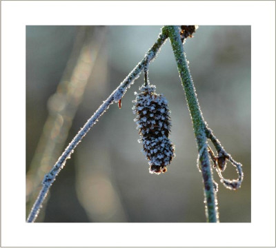 Verbluhtes_14_29-01-06.jpg