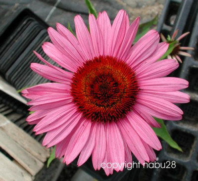 Echinacea_purpurea_Saemling.jpg
