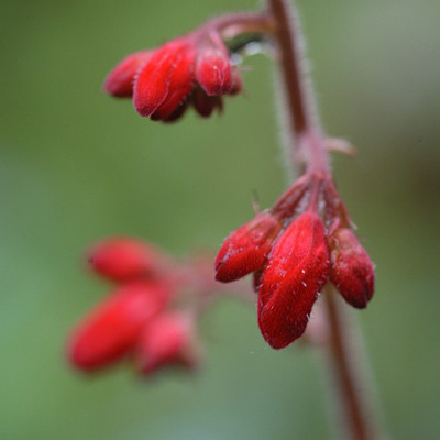 Heuchera_4643.jpg
