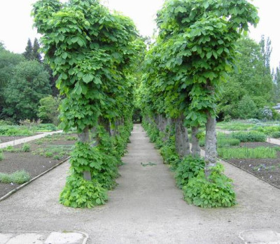 Kastanienallee.jpg