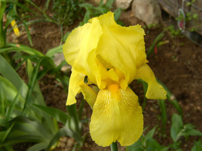 Iris_U02gelb.jpg