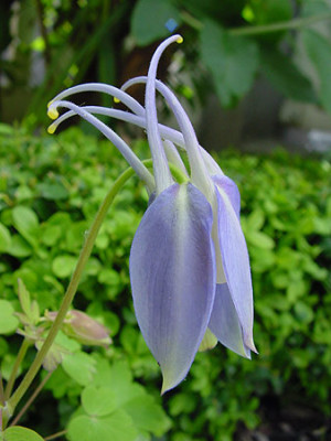 aquilgia_04_hellblau.jpg