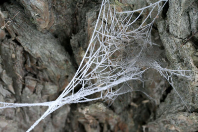 Filigran-5.jpg