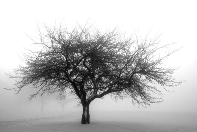 Nebel-sw-5.jpg