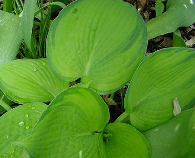 hosta_04_bright_lights.jpg