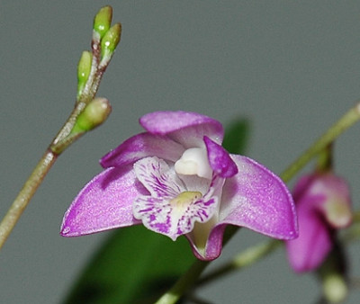 Dendr-kingianum.jpg